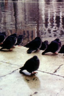 City by the Sea, or how to survive in Venice